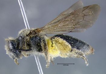 Media type: image;   Entomology 609477 Aspect: habitus lateral view